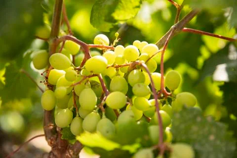 Grapes on a branch Foto stock