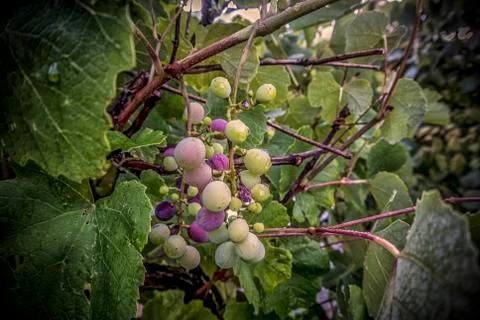 Grapes on a Branch Stock Photos