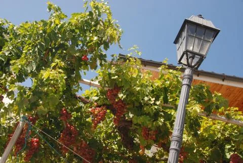 The grapes on the branches Stock Photos