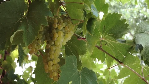 Grapes bunch Stock Footage 97410247