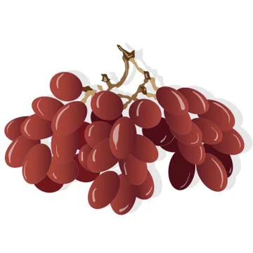 Grapes bunch isolated on white background Stock Illustration