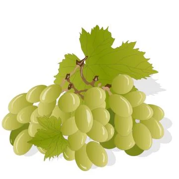 Grapes bunch isolated on white background Stock Illustration