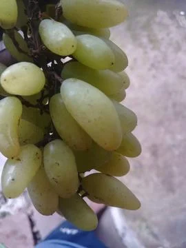 The grapes bunch Foto stock