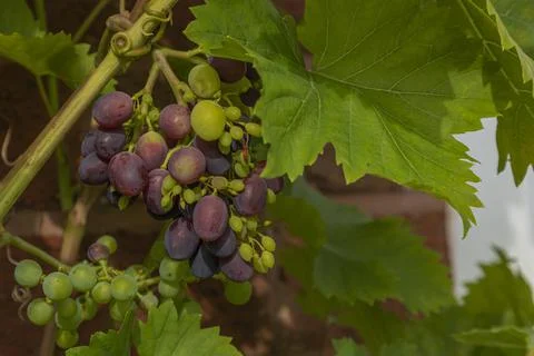 Grapes changing from green to black Stock Photos