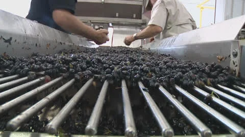 Grapes Clipping 4 closeup 库存影片 27022003