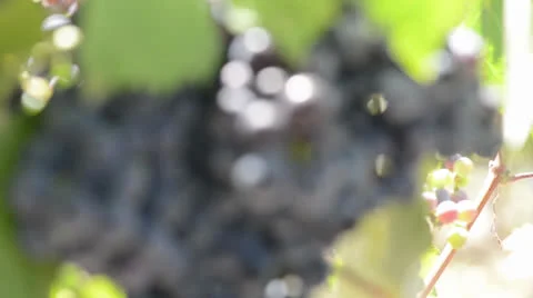 Grapes Close Up with Rack Focus from Blurry to Clear Stock Footage 26764836