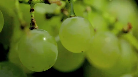 Grapes Closeup Stock Footage 36051827