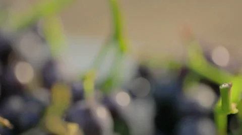 Grapes Closeup Stock Footage 36052188