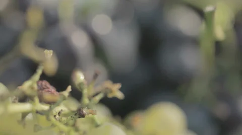 Grapes Closeup Stock Footage 36052695