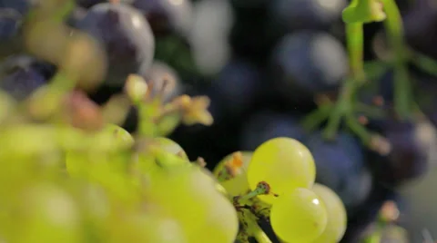 Grapes Closeup Stock Footage 36052721