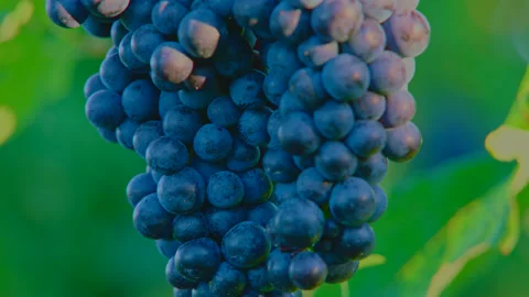 Grapes closeup 库存影片 214614672