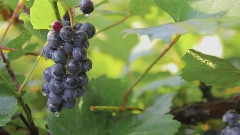 Grapes of clusters, drops of rain, reached grapes Stock Footage 94441942