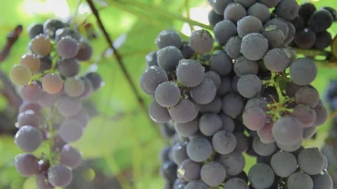 Grapes of clusters, drops of rain, reached grapes Stock Footage 94441946