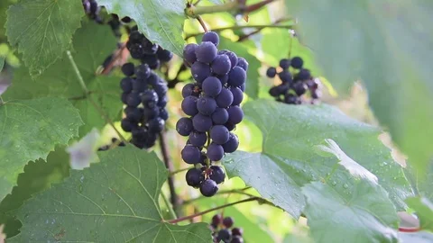 Grapes of clusters, drops of rain, reached grapes, summer Stock Footage 94441947