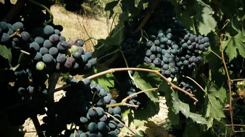Grape's clusters Stock Footage 59757903