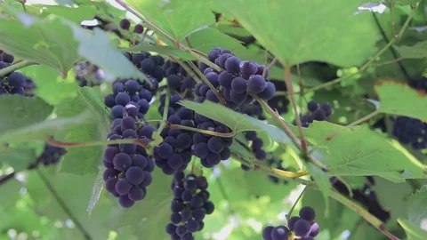 Grapes of clusters, reached grapes, summer Stock Footage 94441931