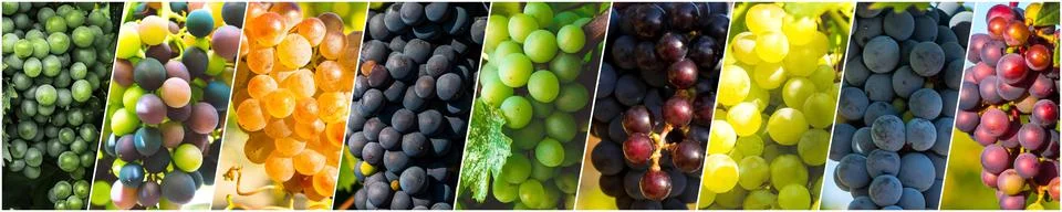 Grapes collage Stock Photos