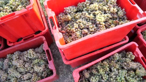 Grapes collected in a red basket Stock Footage 165365900