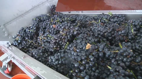 Grapes on conveyor 2 Stock Footage 27008902