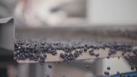 Grapes on conveyor belt moving for processing Stock Footage 87808745