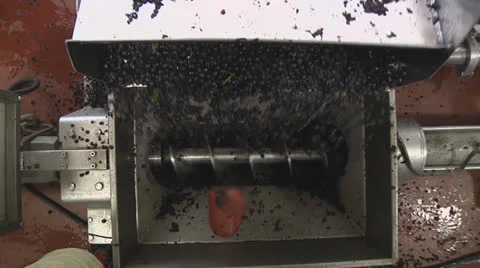 Grapes destemming 8 Vidéo 27028030