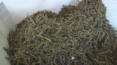 Grapes destemming Vidéo 27025250