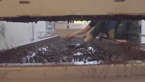 Grapes dropped into a conveyor belt for processing Stock Footage 87801246