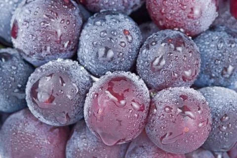 Grapes with drops, fruit. Fotos Stock