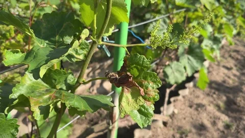 Grapes dry brown leaf affected by cold weather, close-up. Spring frost damage in Видео 277223606