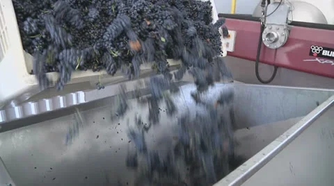 Grapes dumping Video stock 27025581
