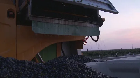 Grapes expelled from grape harvester into bin, 4K. Stock Footage 79810030