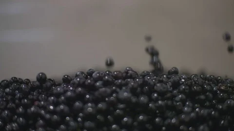 Grapes falling into container for processing Stock Footage 87808763