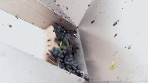 Grapes falling for triage Stock Footage 74467327