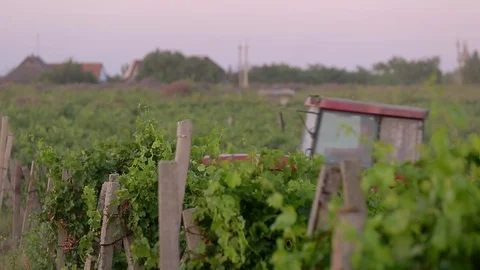 Grapes farm 스톡 동영상 89576283