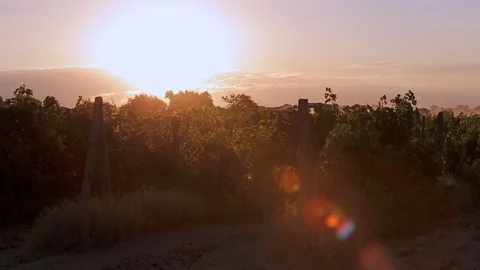 Grapes farm 스톡 동영상 89576837