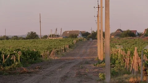 Grapes farm Stockbeeldmateriaal 89576866