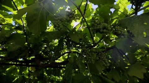 Grapes farm Stock Footage 89577077