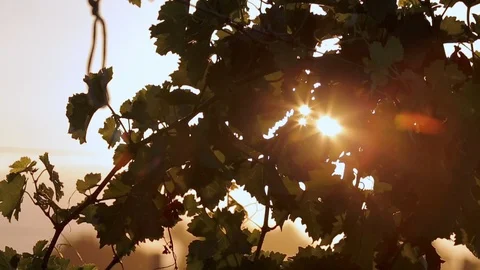 Grapes farm at sunset Stockbeeldmateriaal 89577145