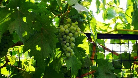 Grapes on Fence Video stock 82680361