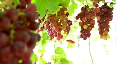 Grapes in the field Vídeo Stock 64007844