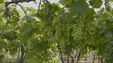 Grapes Field Stock Footage 284519000