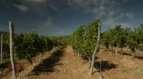 Grapes field vineyard Vídeos de archivo 13909265