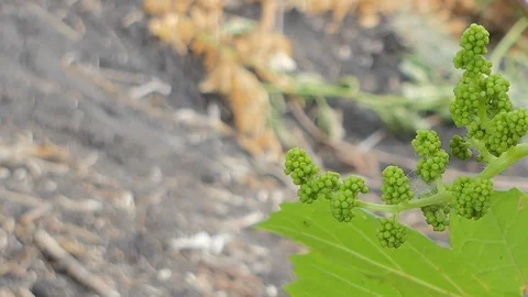 Grapes flower. Video stock 88230599