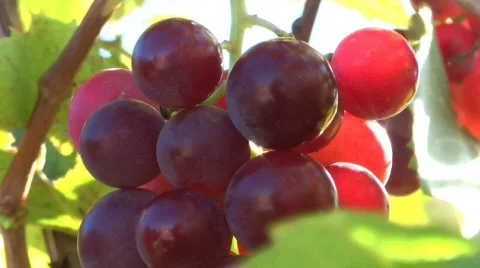 Grapes Video stock 534203