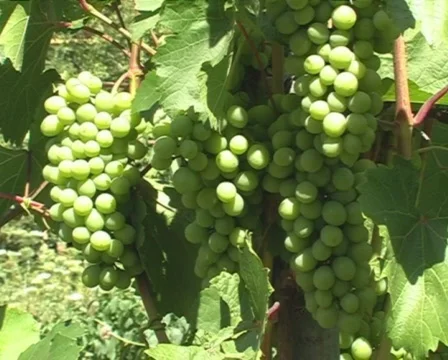 Grapes 動画素材 830054
