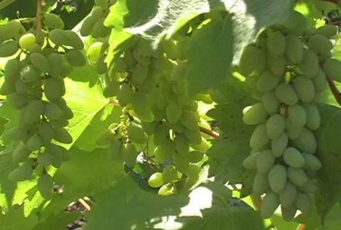 Grapes 動画素材 830064