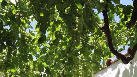 Grapes Vídeos de archivo 8548212