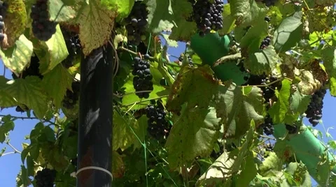 Grapes Stock Footage 8601128