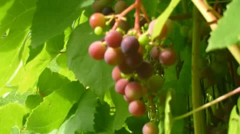 Grapes Video stock 11754802