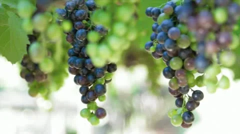 Grapes Stock Footage 12097723